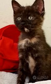 Gattina di tre mesi tartarugata
