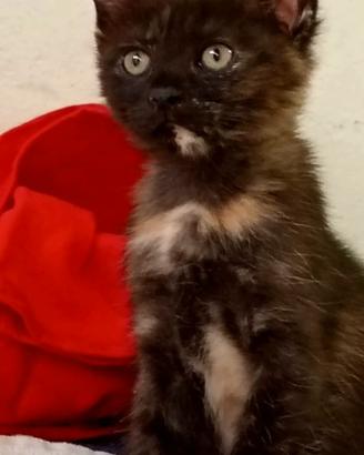 Gattina di tre mesi tartarugata