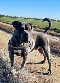 Cane corso di 4 anni - Affettuoso e protettivo