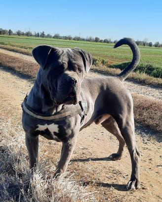 Cane corso di 4 anni - Affettuoso e protettivo