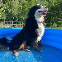 Bovaro del bernese per monte