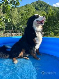 Bovaro del bernese per monte