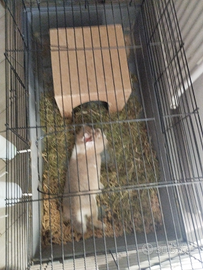 Coniglietto più gabbia grande