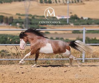Super Pony Tricolor