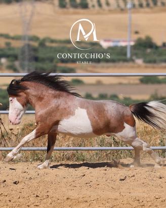 Super Pony Tricolor