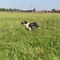 Breton di altissima qualita'