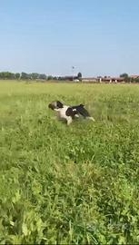 Breton di altissima qualita'