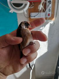 Cardellino