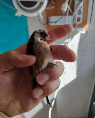 Cardellino