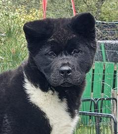 Akita americano