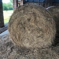 Fieno di primo e unico taglio x cavalli sportivi