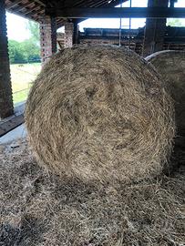Fieno di primo e unico taglio x cavalli sportivi