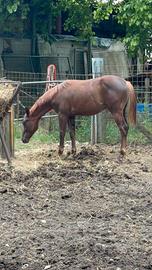 Quarter horse