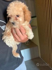 Maltipoo