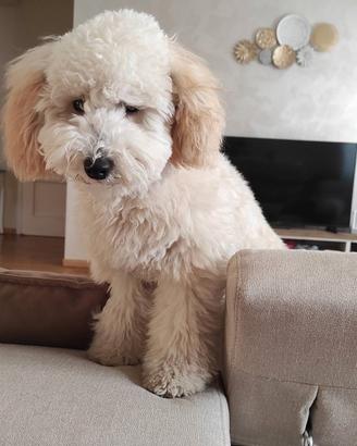 Barboncino nano per accoppiamento