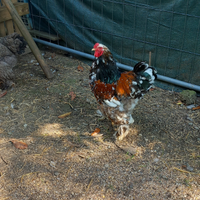 Brahma