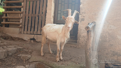 Becco di un anno e mezzo