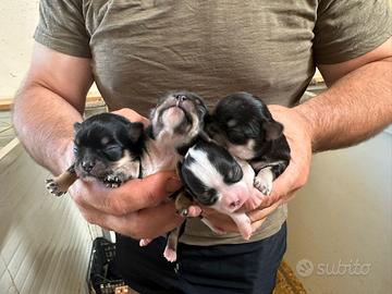 Cuccioli di chihuahua