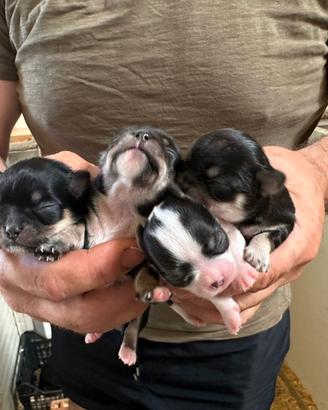 Cuccioli di chihuahua