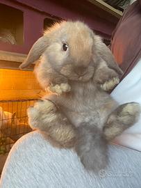 Coniglio ARIETE NANO NOCCIOLA