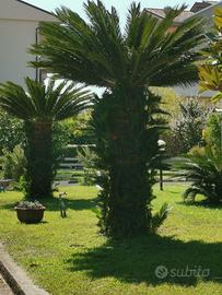 Splendide piantine di Cycas nate da madri di oltre