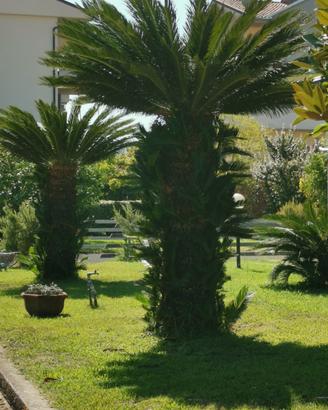 Splendide piantine di Cycas nate da madri di oltre