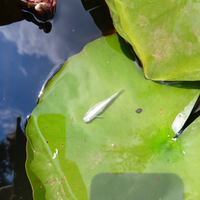 Medaka Selezionati Miyuki Blu