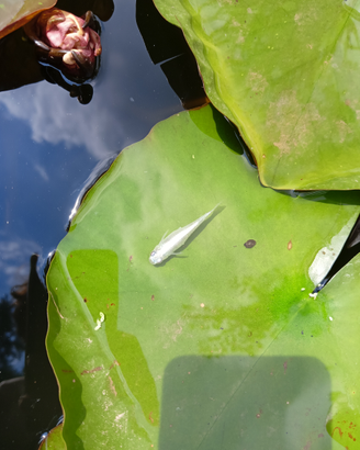 Medaka Selezionati Miyuki Blu