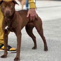 American pitbull terrier UKC