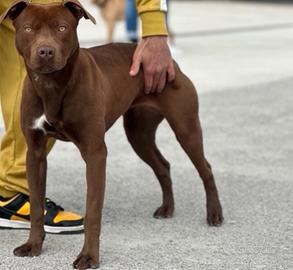 American pitbull terrier UKC