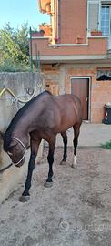 Cavallo purosangue inglese