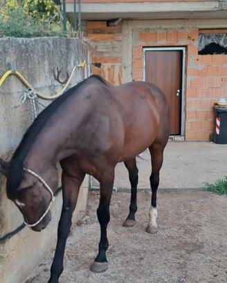 Cavallo purosangue inglese