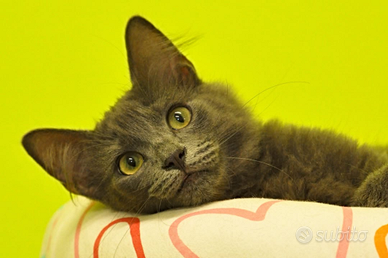 Gattini dolci delicati coccoloni sani e con libret