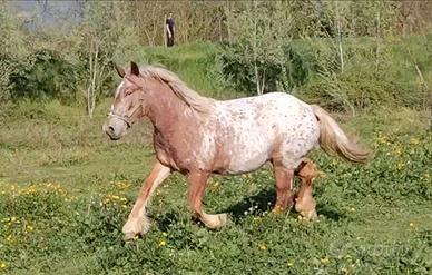Appaloosa x cavalla pesante