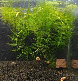 Piante per acquario facili