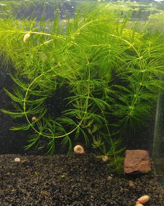 Piante per acquario facili