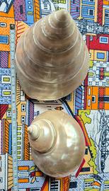 2 Conchiglie madreperla 