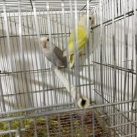 Copia pappagalli Inseparabili