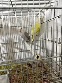 Copia pappagalli Inseparabili