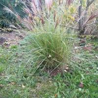 piante perenni da giardino