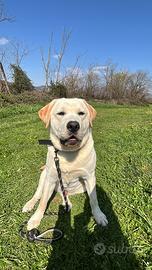 Labrador per monta