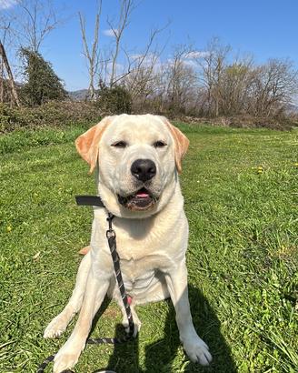 Labrador per monta