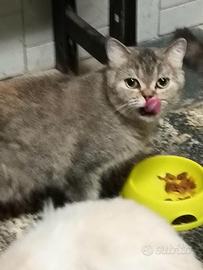British shorthair 