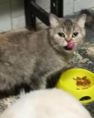 British shorthair 