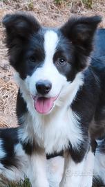Border collie cucciolo pedigree 
