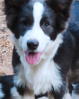 Border collie cucciolo pedigree 
