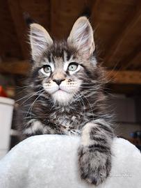 Maine coon