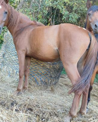 Purosangue endurance linea persik