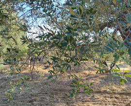 Uliveto terreno agricolo