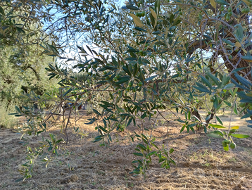 Uliveto terreno agricolo